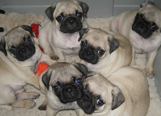 mannelijke en vrouwelijke mops puppies - nr. 1