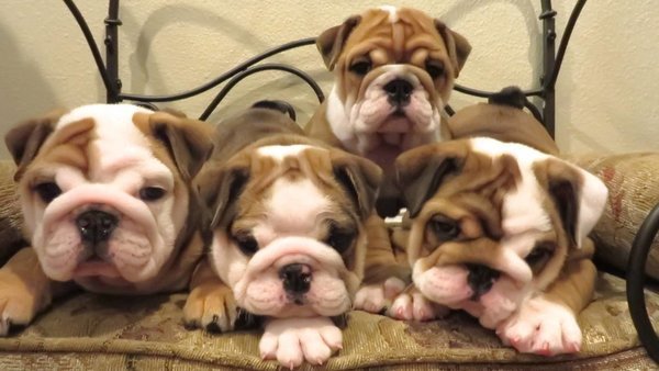 prachtige engelse bulldog pups! - nr. 1