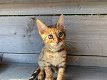 Stoere bengaal katertjes kittens - 2 - Thumbnail