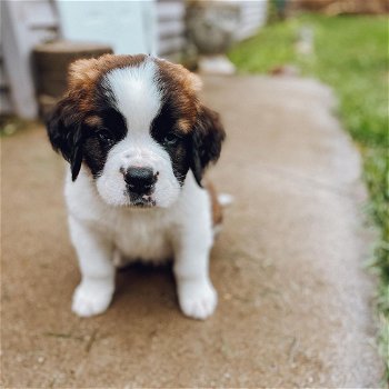 Amazing St Bernard Pups Available For Any Loving Home - 0