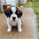 Amazing St Bernard Pups Available For Any Loving Home - 0 - Thumbnail