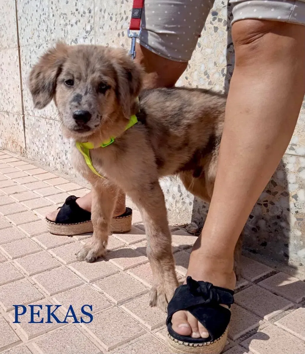 MJM Dogs Foundation: Pekas - nr. 1