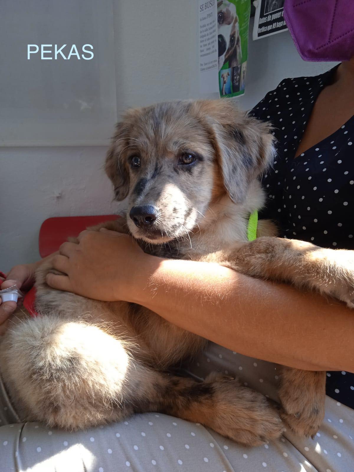 MJM Dogs Foundation: Pekas - Afbeelding 2