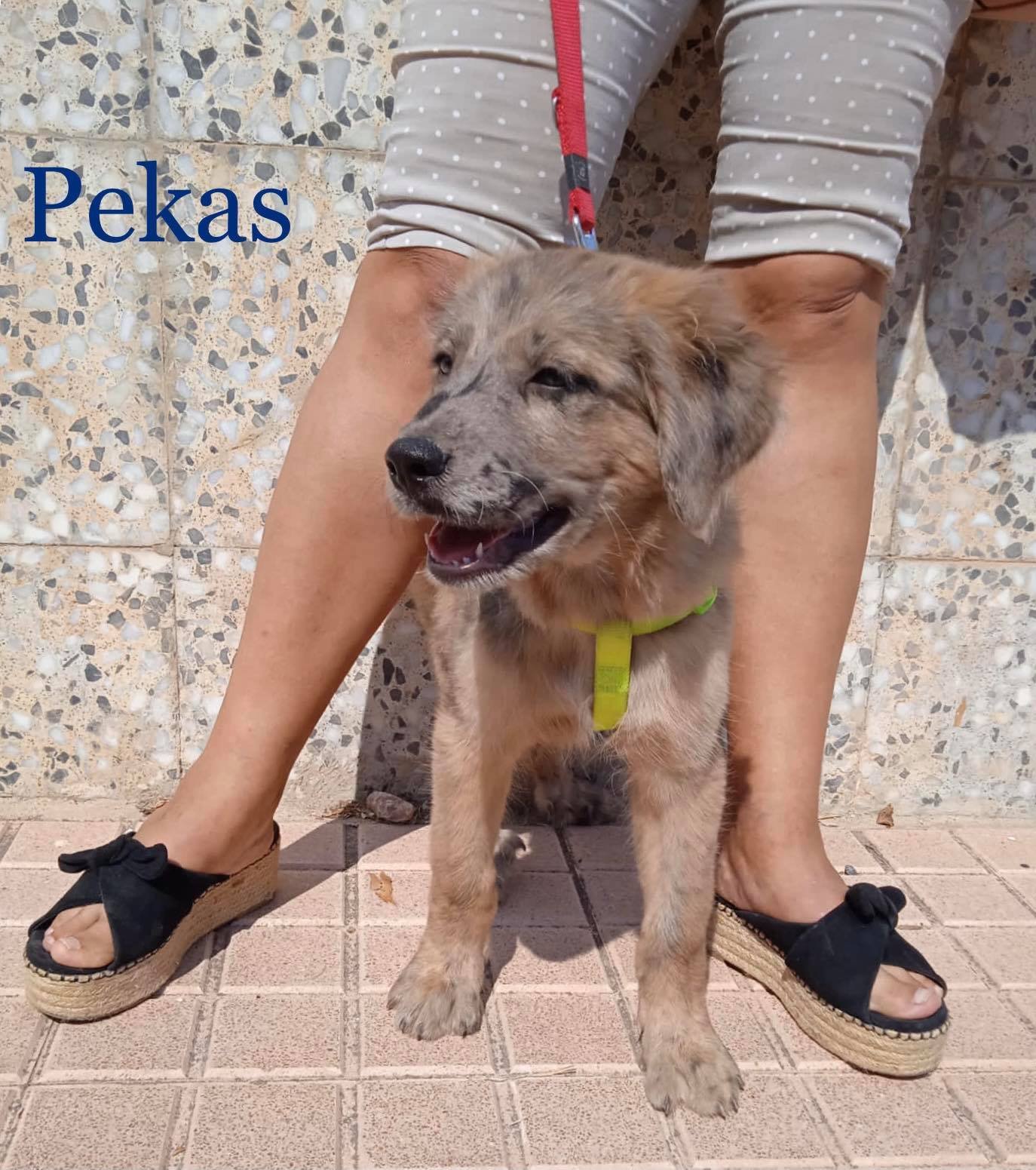 MJM Dogs Foundation: Pekas - Afbeelding 3