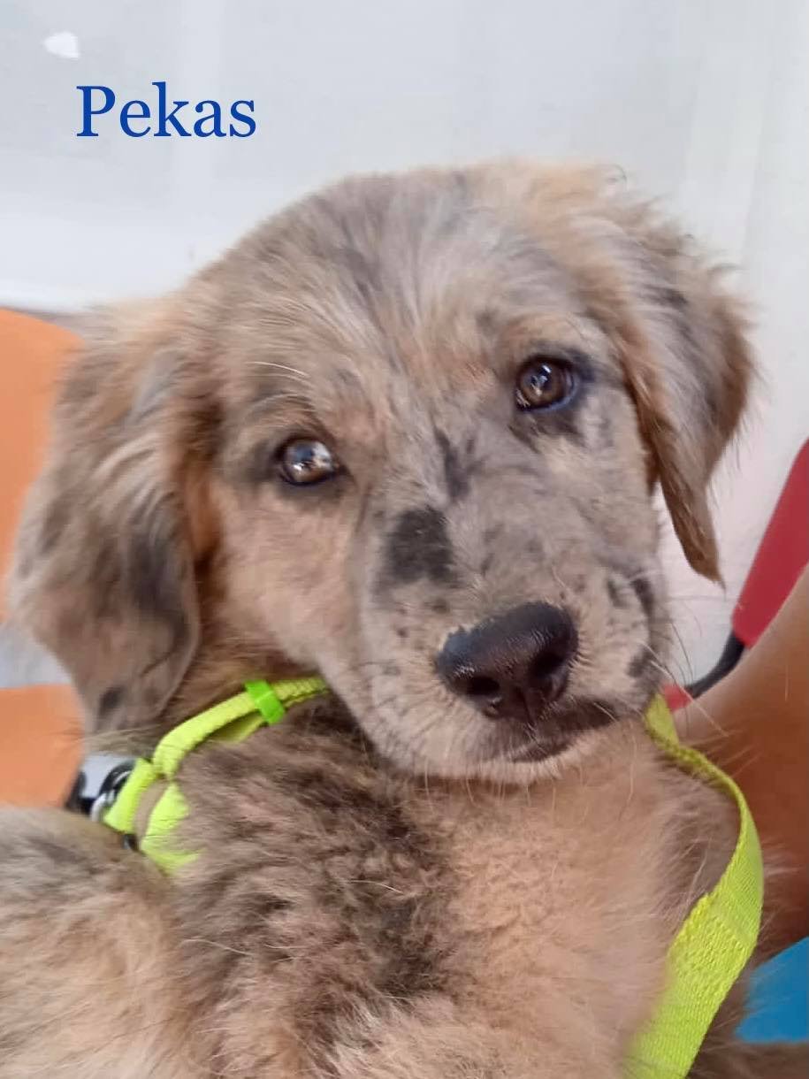 MJM Dogs Foundation: Pekas - Afbeelding 4