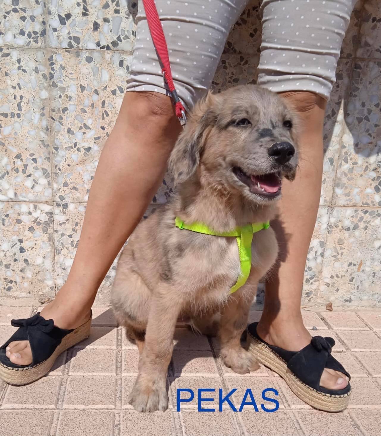 MJM Dogs Foundation: Pekas - Afbeelding 5