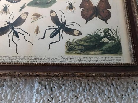 Een document met hierop verscheidene insecten met uitleg, - 5