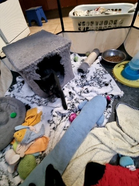 2 kittens zoeken een thuis - Afbeelding 3