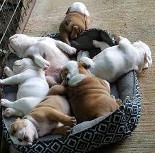 mannelijke en vrouwelijke Engelse bulldogs-pups voor Kerstmis - nr. 1