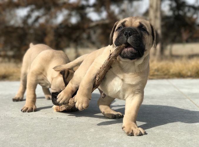 mannelijke en vrouwelijke Bullmastiff pups voor Kerstmis te koop - nr. 1