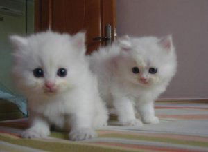 witte Perzische kittens voor kersthuizen - nr. 1