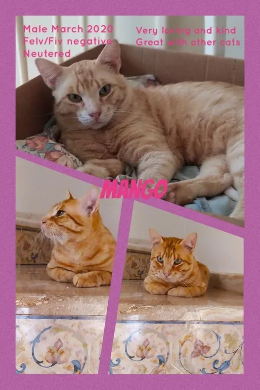 MJM Dogs Foundation: Mango - nr. 1