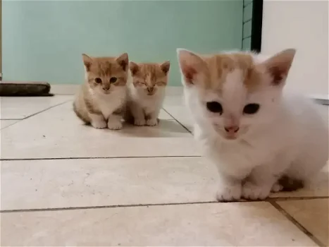 Lieve roodbonte kittens - 0