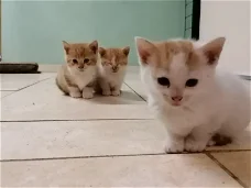 Lieve roodbonte kittens 