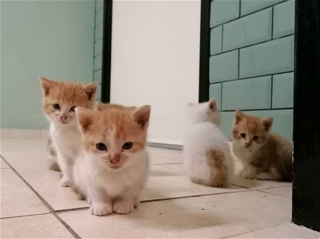 Lieve roodbonte kittens - 1