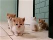 Lieve roodbonte kittens - 1 - Thumbnail