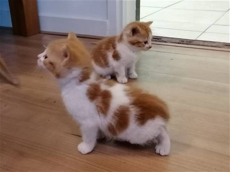 Lieve roodbonte kittens - 2