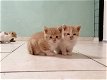 Lieve roodbonte kittens - 3 - Thumbnail