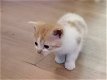 Lieve roodbonte kittens - 4 - Thumbnail