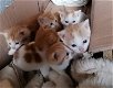 Lieve roodbonte kittens - 5 - Thumbnail