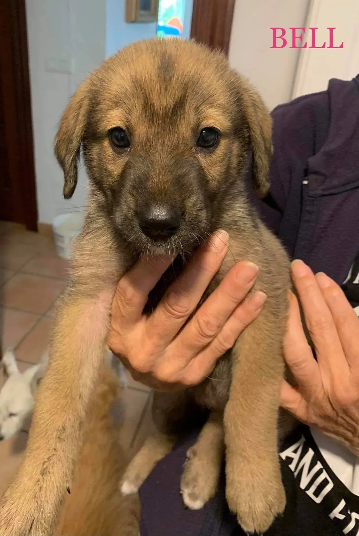 MJM Dogs Foundation: Bell(gereserveerd) - Afbeelding 2