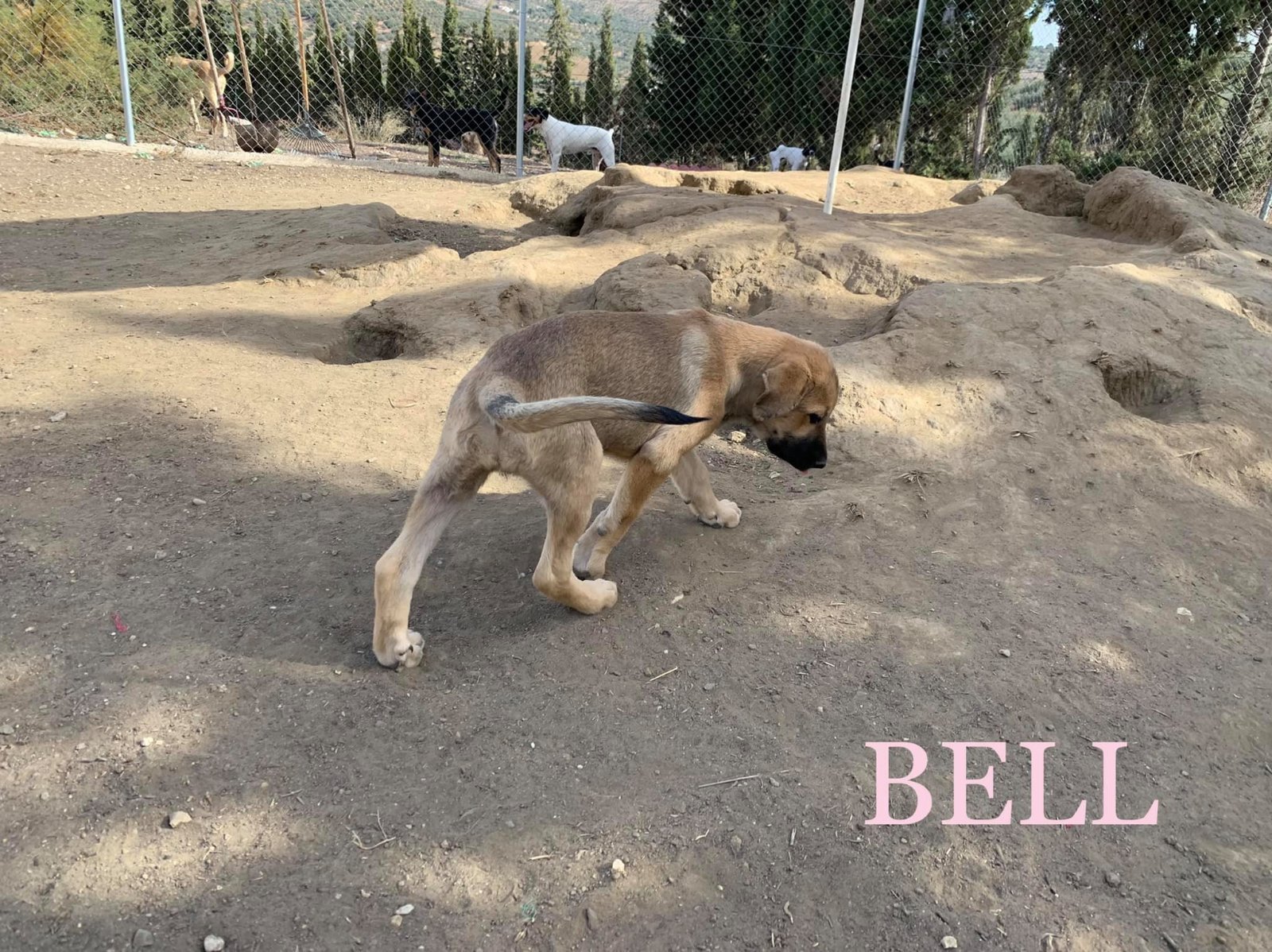 MJM Dogs Foundation: Bell(gereserveerd) - Afbeelding 3
