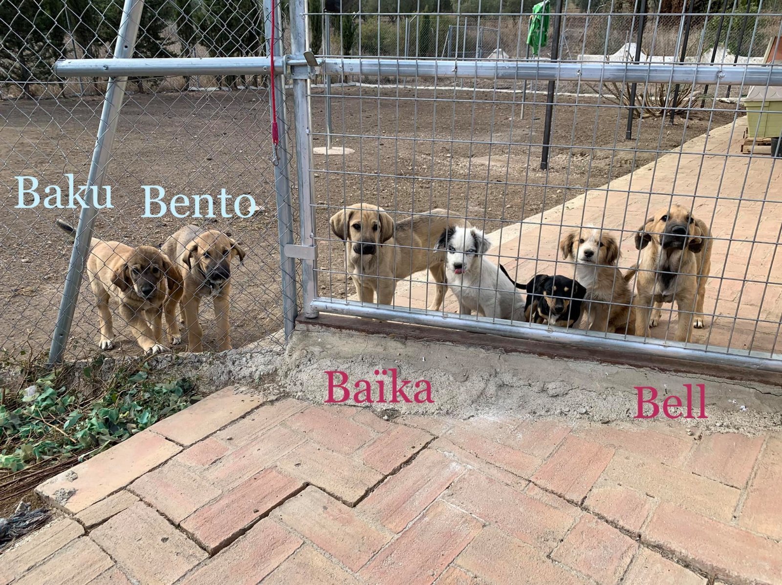 MJM Dogs Foundation: Bell(gereserveerd) - Afbeelding 4
