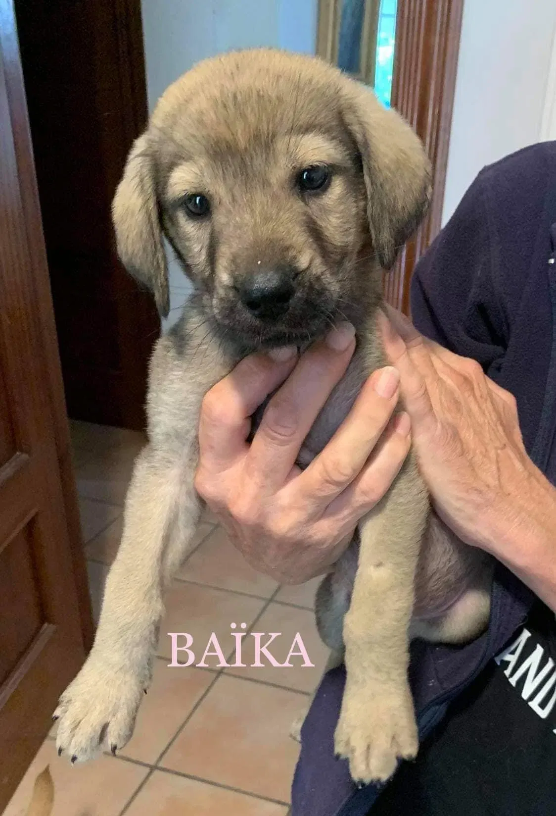 MJM Dogs Foundation: Baika(gereserveerd) - nr. 1