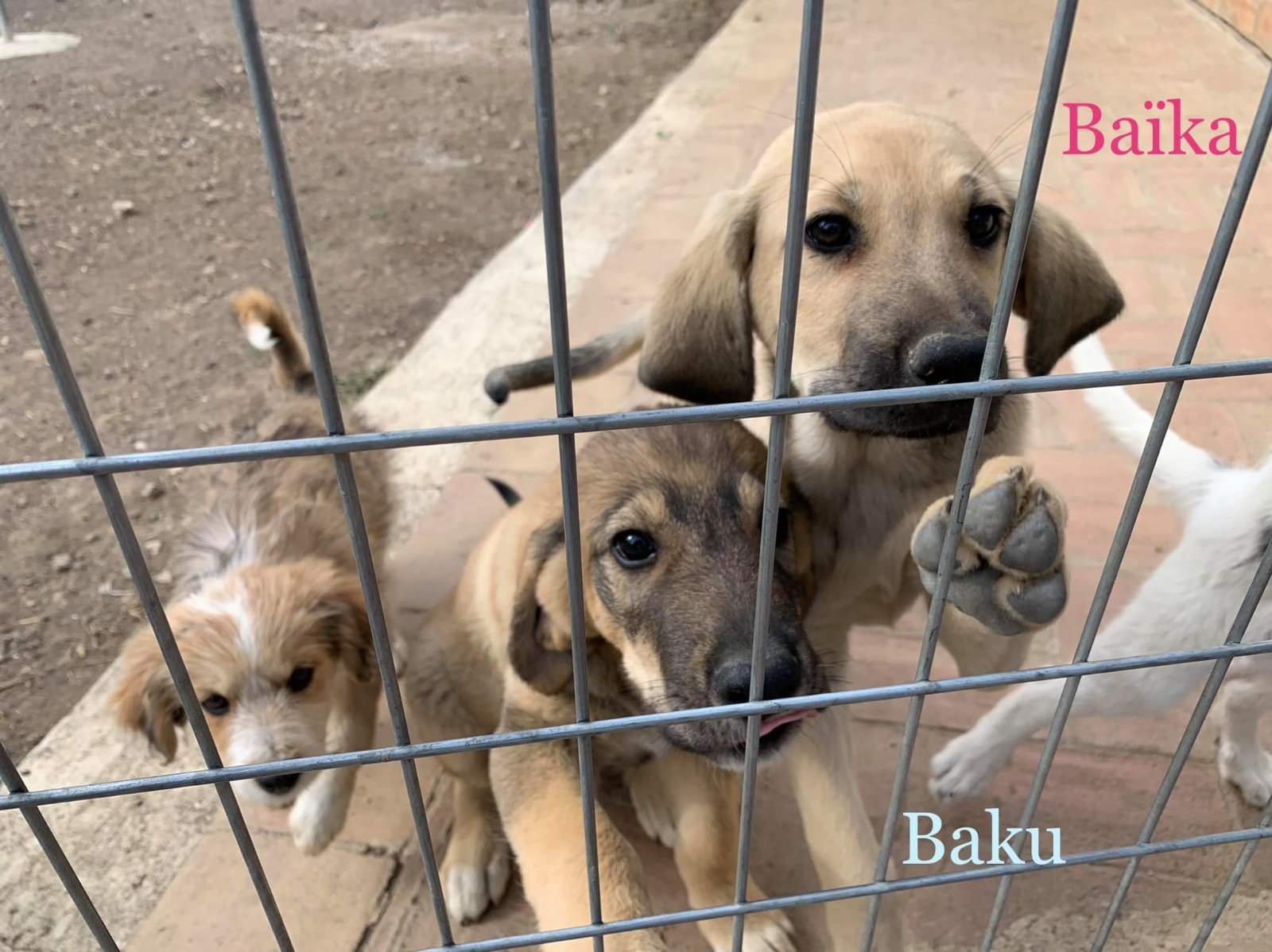 MJM Dogs Foundation: Baika(gereserveerd) - Afbeelding 3