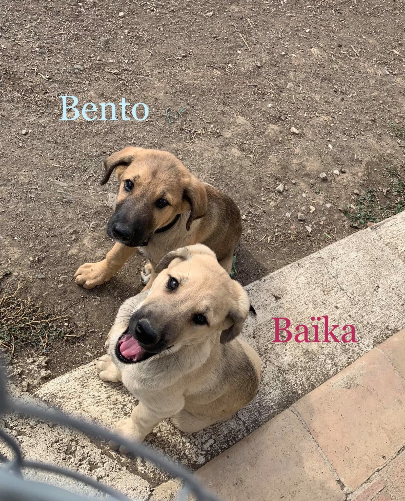 MJM Dogs Foundation: Baika(gereserveerd) - Afbeelding 4