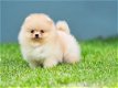 POMERANIA PUPPYS - 0 - Thumbnail