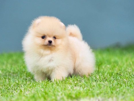 POMERANIA PUPPYS - 1