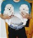 POMERANIA PUPPYS - 2 - Thumbnail