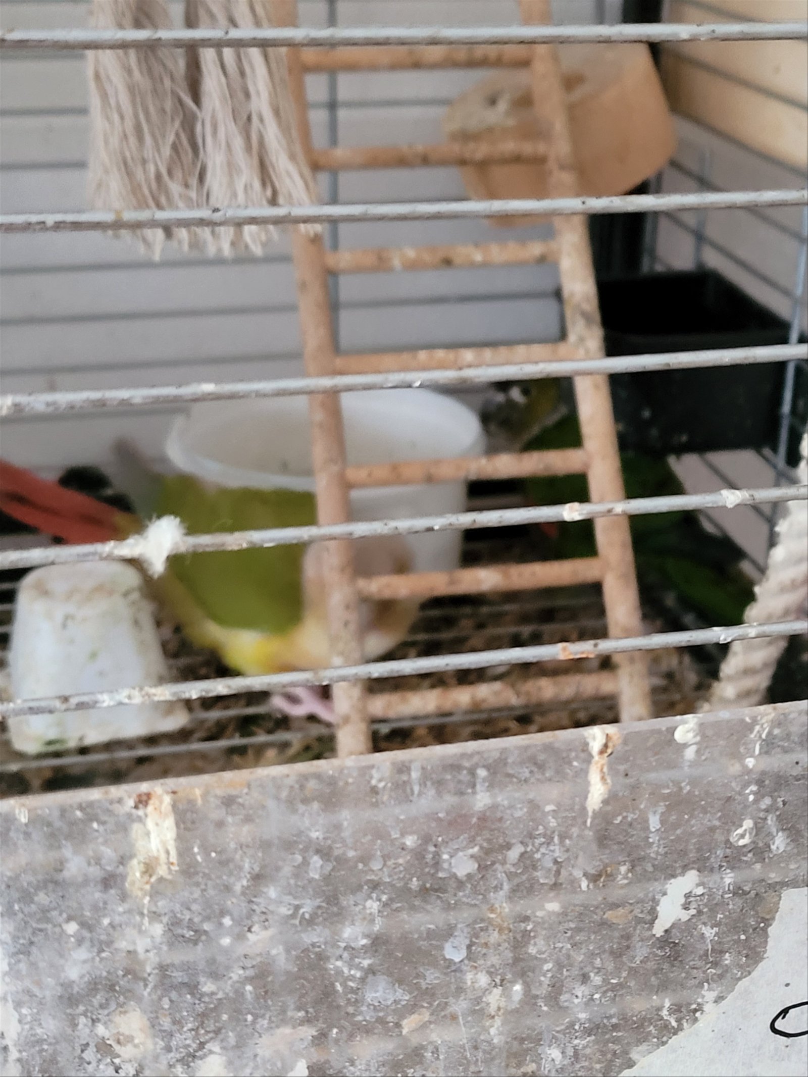 2 Pyrrhura's koppel met een grote kooi - Afbeelding 2