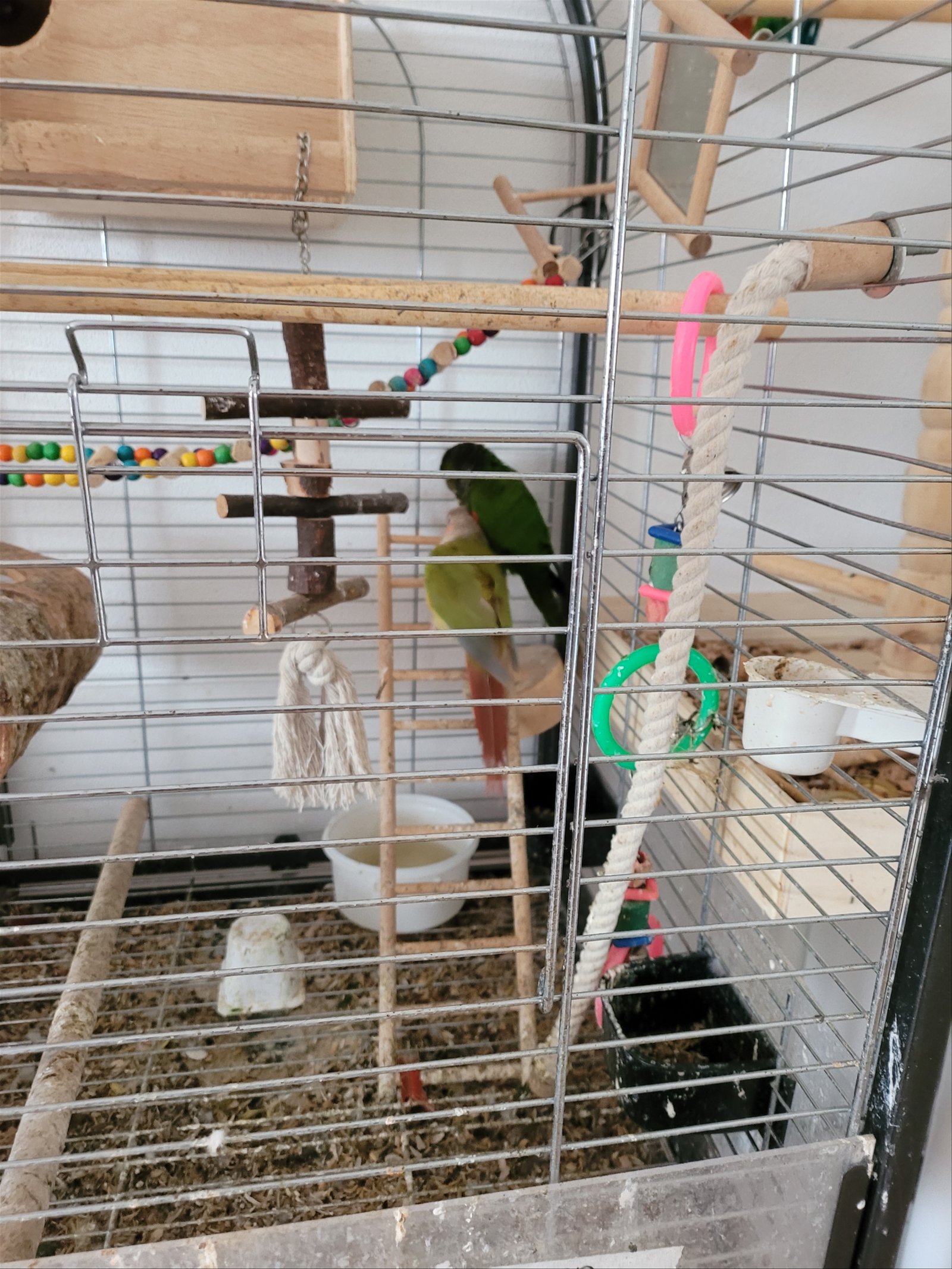 2 Pyrrhura's koppel met een grote kooi - Afbeelding 3