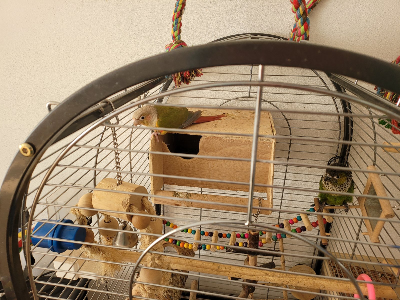 2 Pyrrhura's koppel met een grote kooi - Afbeelding 4