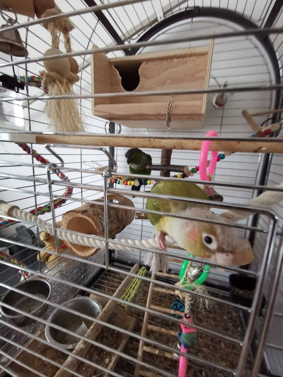 2 Pyrrhura's koppel met een grote kooi - Afbeelding 5