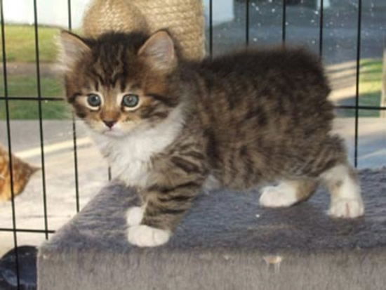 Amerikaanse Bobtail-kittens - nr. 1
