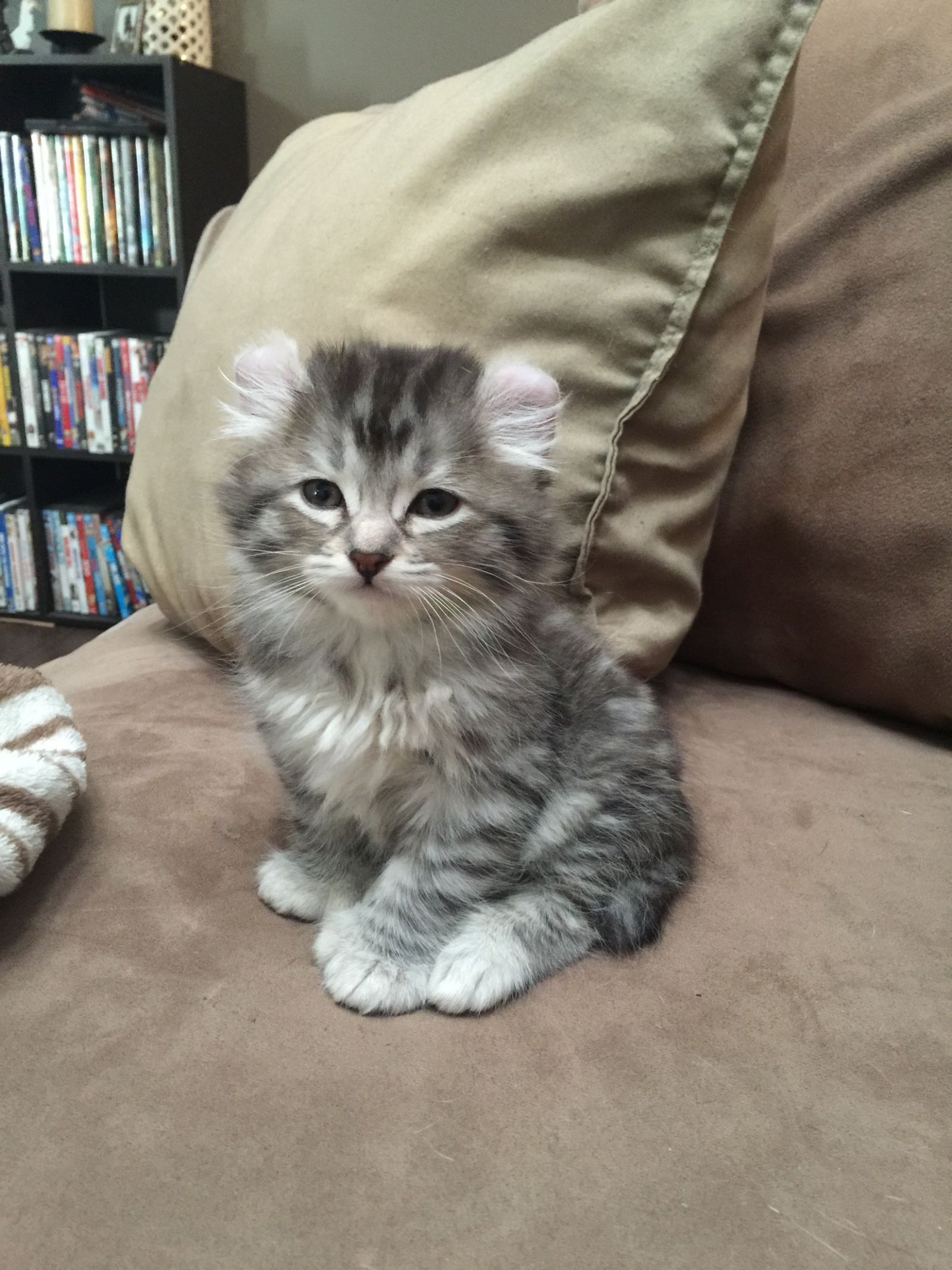 American Curl-katjes - nr. 1