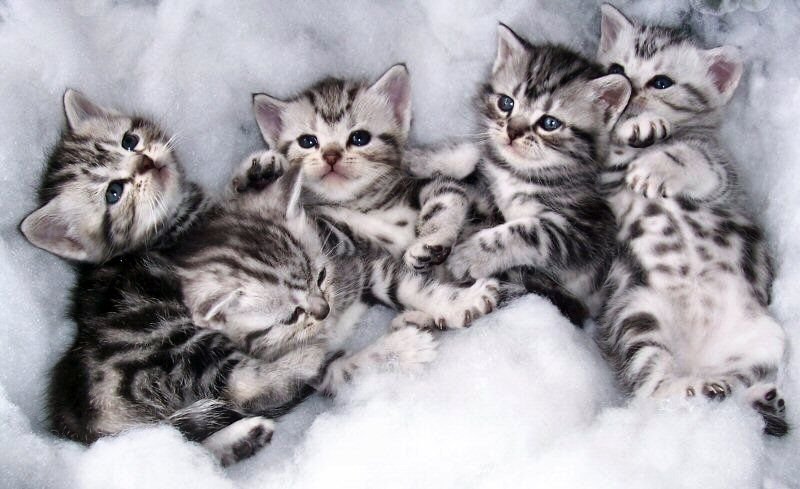 Amerikaanse korthaar kittens - nr. 1