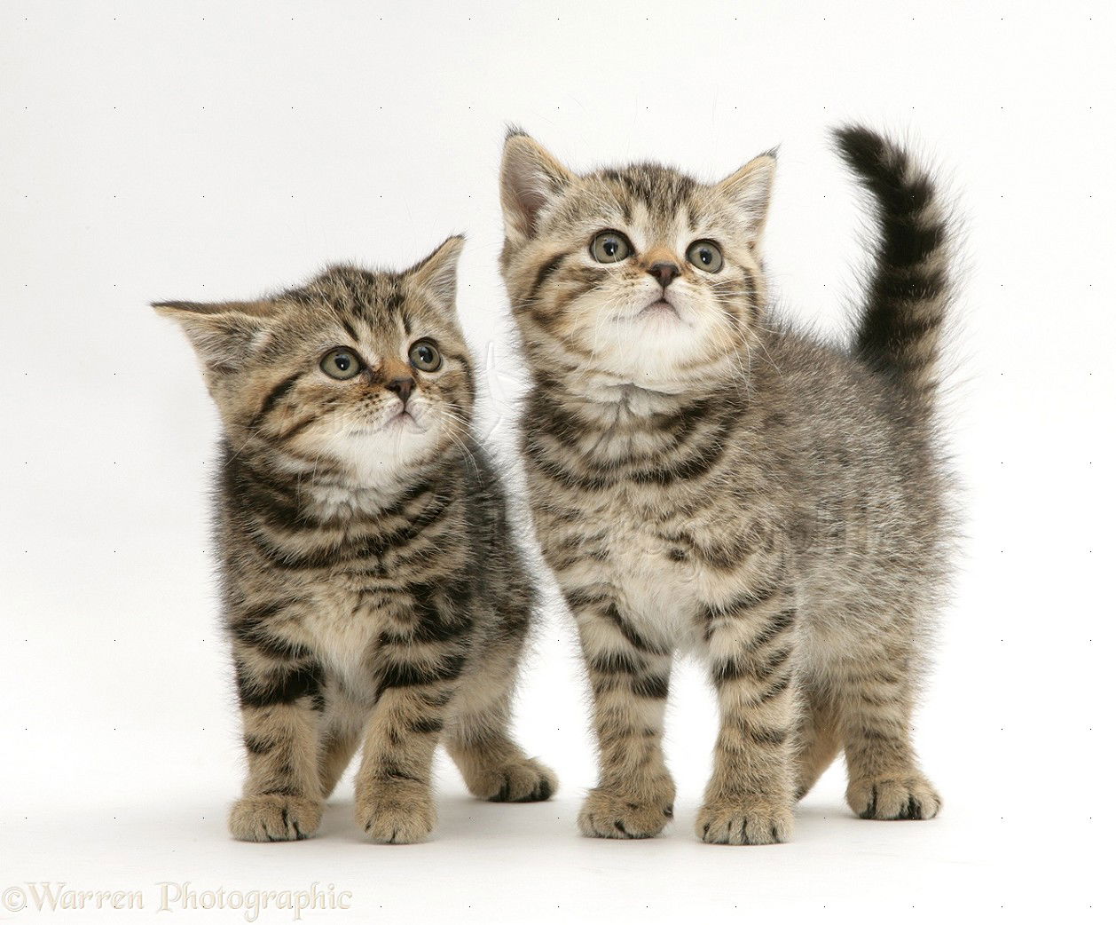 Amerikaanse draadhaar kittens - nr. 1