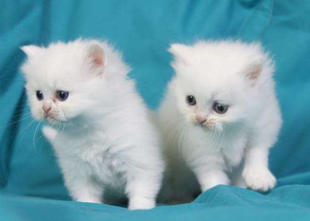 Aphrodite Gigantische kittens - nr. 1