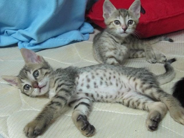 Arabische Mau-kittens - nr. 1