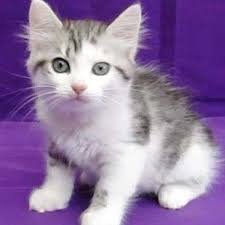 Aziatische halflangharige kittens - nr. 1