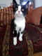 Lieve sociale en zindelijke kitten (vrouwtje) zoekt lief baasje, mag gratis weg - 0 - Thumbnail