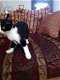 Lieve sociale en zindelijke kitten (vrouwtje) zoekt lief baasje, mag gratis weg - 4 - Thumbnail