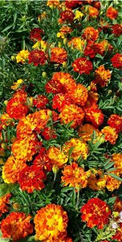 Bloemzaden div, Reuze Afrikaantjes Reuze zonnebloem Mirabilis Mix Tagetes Rusty Red - 4