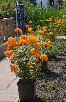 Reuze afrikaantjes Orange Afrikaantjes Rusty Red Mirabilis jalapa Mix Reuze zonnebloem - 1