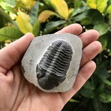 Trilobiet fossiel te koop in Rotterdam - 0