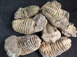 Trilobiet fossiel te koop in Rotterdam - 1